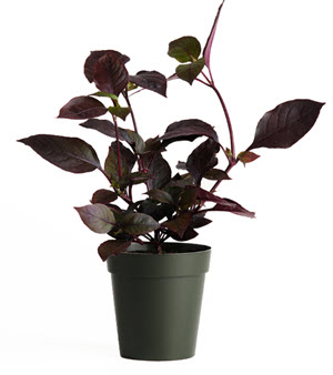 Alternanthera Red Thread